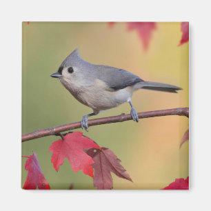 Titmice Magnet