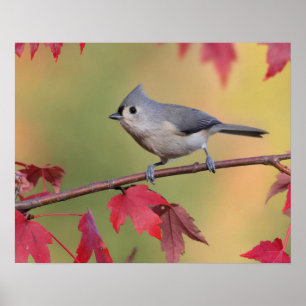 Titmice Poster