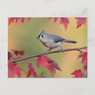 Titmice Postkarte