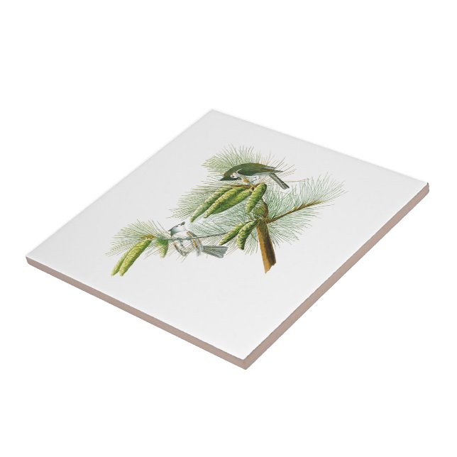 Titmouse-John James Audubon-Vögel mit Haube Fliese (Seite)