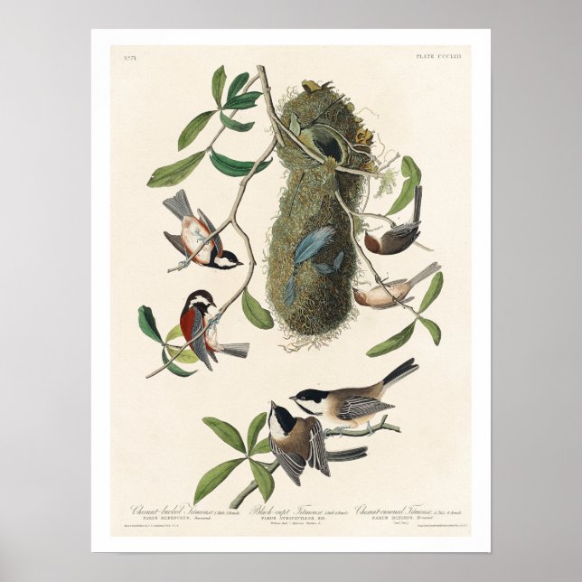 Titmouse von Audubon Poster (Vorne)