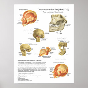 TMJ Anatomie-muskulöser Zubehör-Diagramm-Doktor Poster