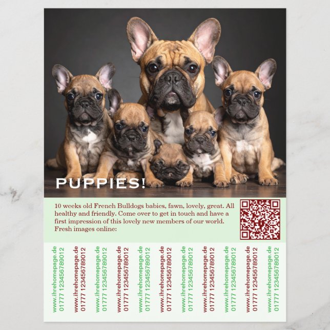 To sell Frenchies Puppy Flyer (Vorne)