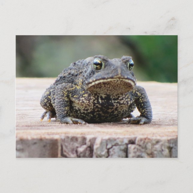 Toad auf einem Baumstumpf Postkarte (Vorderseite)