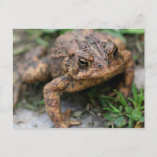 Toad Face Nahe up Nature Postkarte