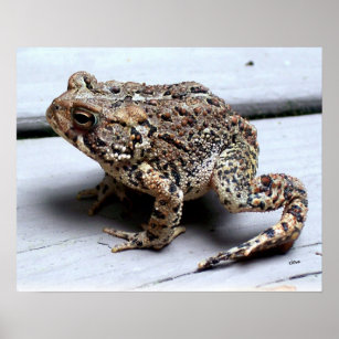 Toad Frog Animal Amphibien Fotografie Poster