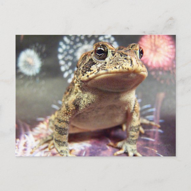 Toad frosch stehend vor Feuerwerk Hintergrund Postkarte (Vorderseite)