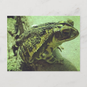 Toad Postkarte