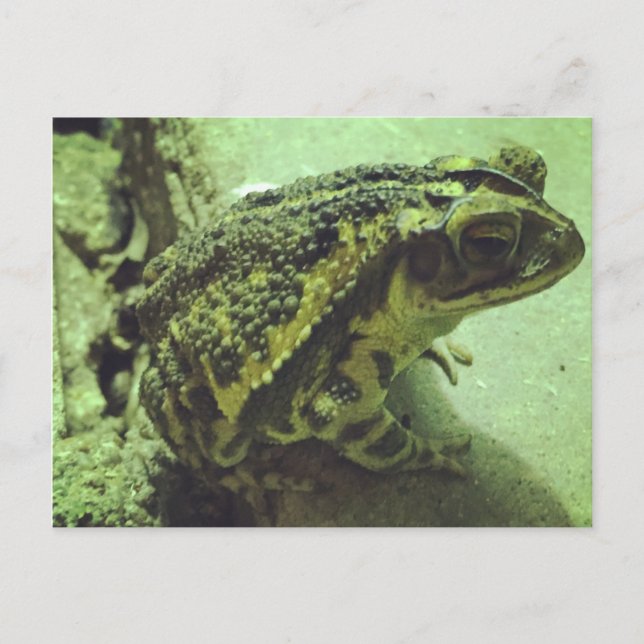 Toad Postkarte (Vorderseite)
