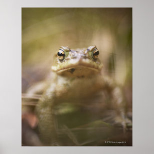 Toad the Day Poster