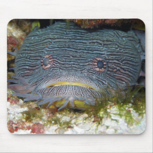 Toadfish, der uns betrachtet mousepad