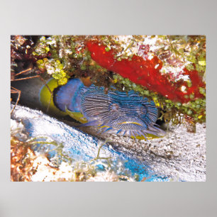 Toadfish im Verstecken Poster