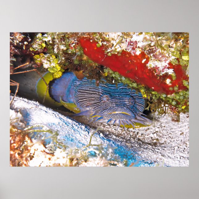 Toadfish im Verstecken Poster (Vorne)