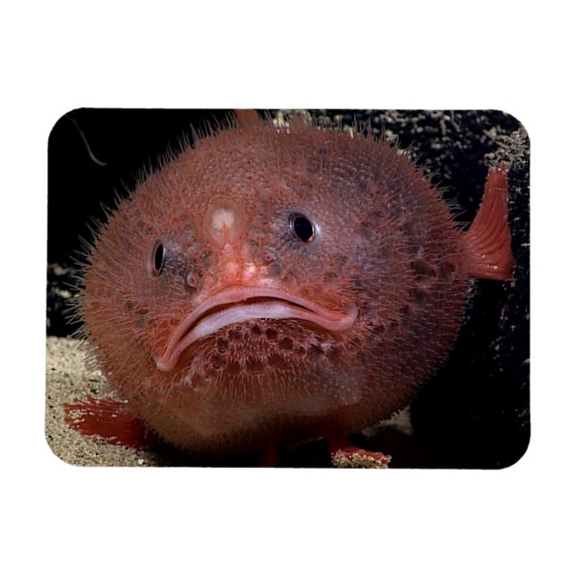 Toadfish Magnet (Horizontal)