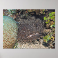 Toadfish mit Garnelen auf dem Gesicht