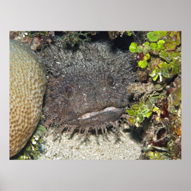 Toadfish Peeking Poster (Vorne)