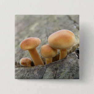 Toadstocker auf einem Baumstamm-Knopf Button