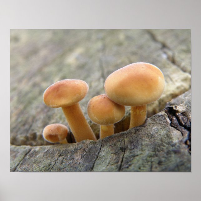 Toadstocker auf einem Baumstamm-Poster Poster (Vorne)