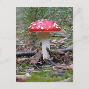Toadstool Mushroom Postkarte