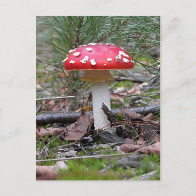Toadstool Mushroom Postkarte (Vorderseite)