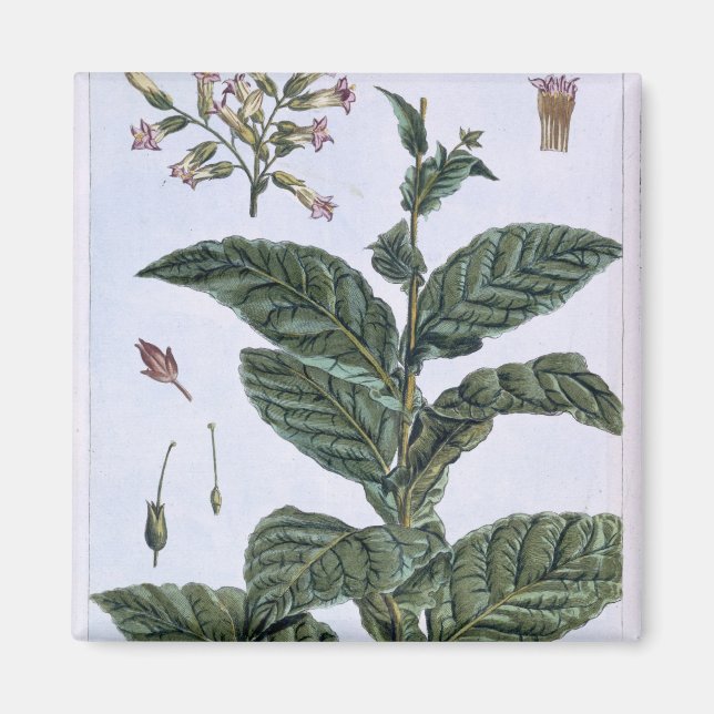 Tobacco Plant, Plattform 7, from 'Precieuse Collec Magnet (Vorne)