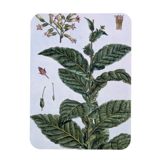 Tobacco Plant, Plattform 7, from 'Precieuse Collec Magnet (Vertikal)