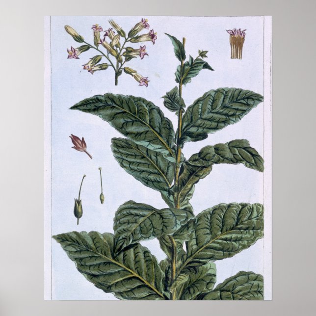 Tobacco Plant, Plattform 7, from 'Precieuse Collec Poster (Vorne)