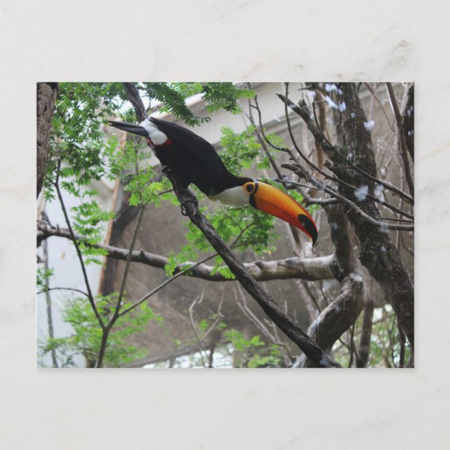 Toco Toucan # 4 Postkarte (Vorderseite)