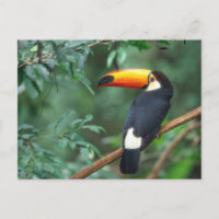 TOCO TOUCAN FOTO VOLLSTÄNDIG FARBE