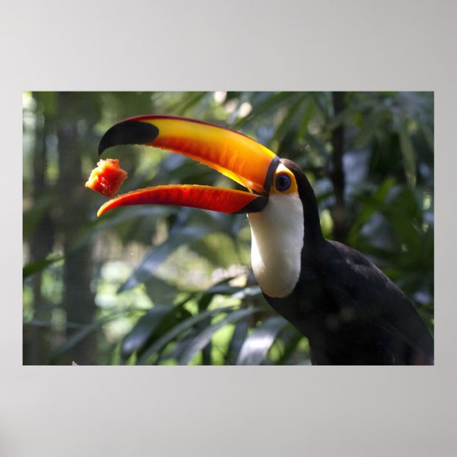 Toco Toucan Poster (Vorne)