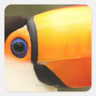 Toco Toucan (Ramphastos toco) ist das größte Quadratischer Aufkleber