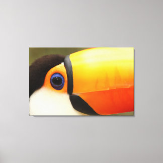 Toco Toucan (Ramphastos toco) ist der größte Leinwanddruck