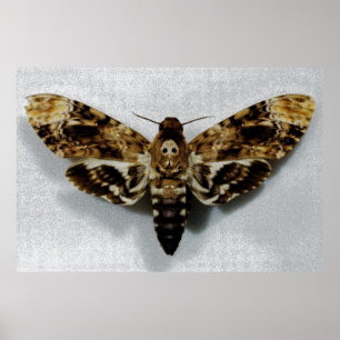 Todeskopfschmerzen Acherontia Lachesis Poster