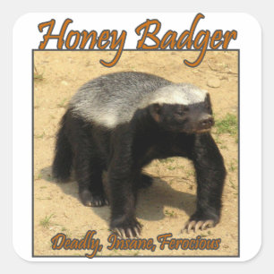 Tödlich, verrückt, wilde Honig-Badger-Sticker Quadratischer Aufkleber