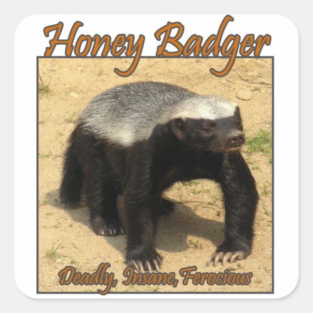 Tödlich, verrückt, wilde Honig-Badger-Sticker Quadratischer Aufkleber (Vorderseite)