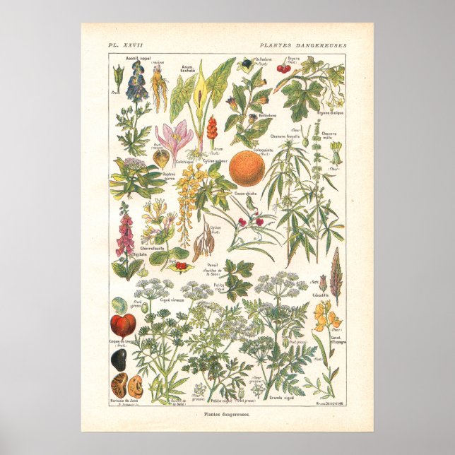 Tödliche gefährliche Pflanze auf Französisch druck Poster (Vorne)