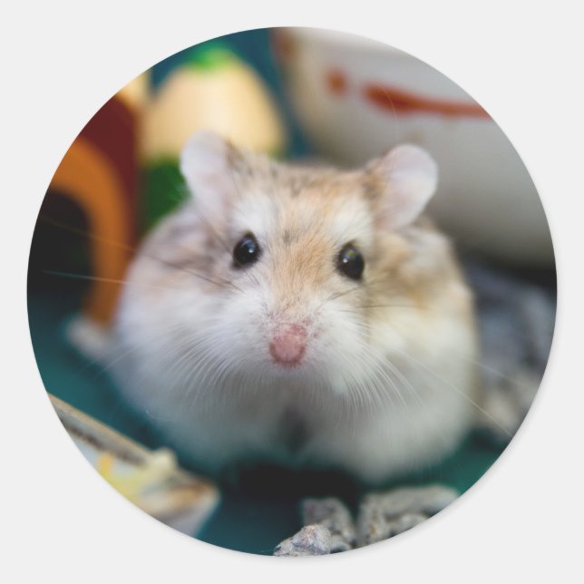 Tofu der Hamster Runder Aufkleber (Vorderseite)