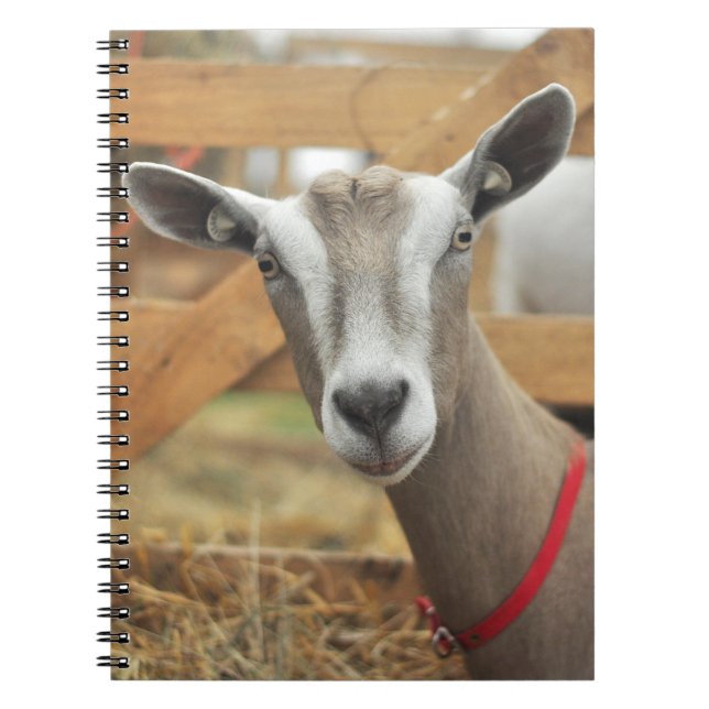 Toggenburg Dairy Goat Doe Notizblock (Vorderseite)