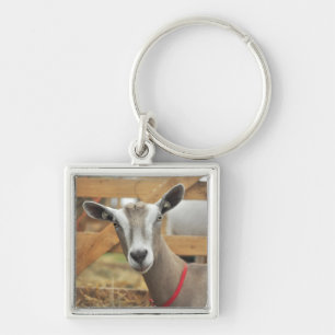Toggenburg Dairy Goat Doe Schlüsselanhänger