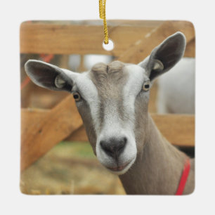 Toggenburg Dairy Goat Keramikornament