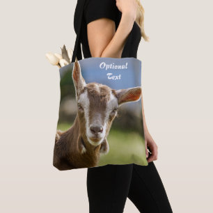 Toggenburg Dairy Goat Kid
