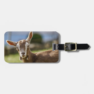 Toggenburg Dairy Goat Kid Gepäckanhänger