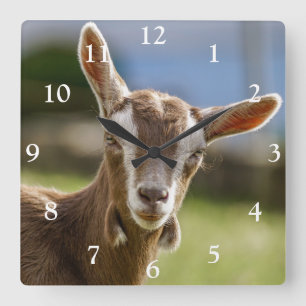 Toggenburg Dairy Goat Kid Quadratische Wanduhr