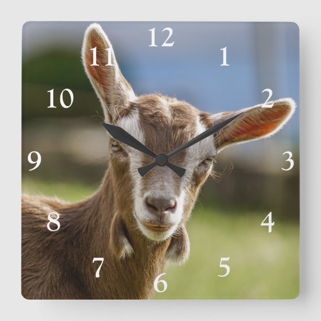Toggenburg Dairy Goat Kid Quadratische Wanduhr (Vorderseite)