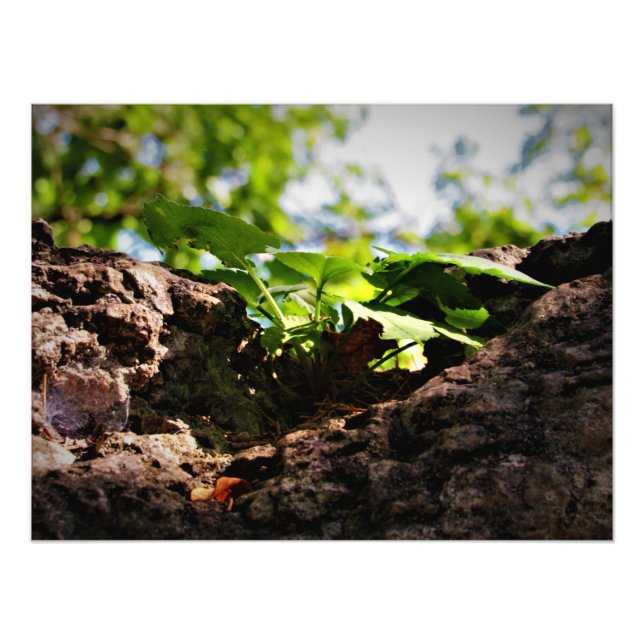 "Toil to Life" Fotodruck (Vorne)