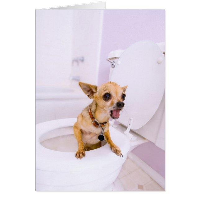 Toiletten-Schüssel (Wasser wurde heraus (Vorne)