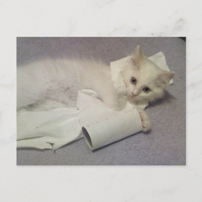 Toilettenpapier Spaß Postkarte (Vorderseite)