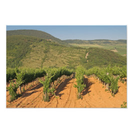 Tokaj Weinberge, Ungarn Fotodruck