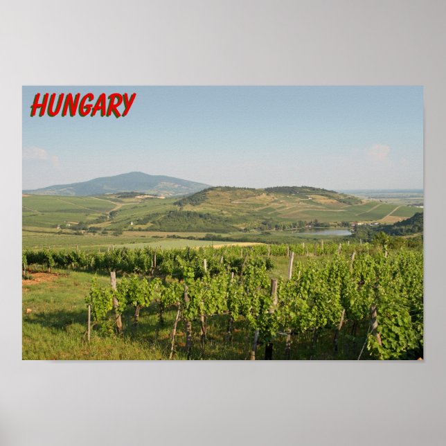 Tokaj Weinberge, Ungarn Poster (Vorne)