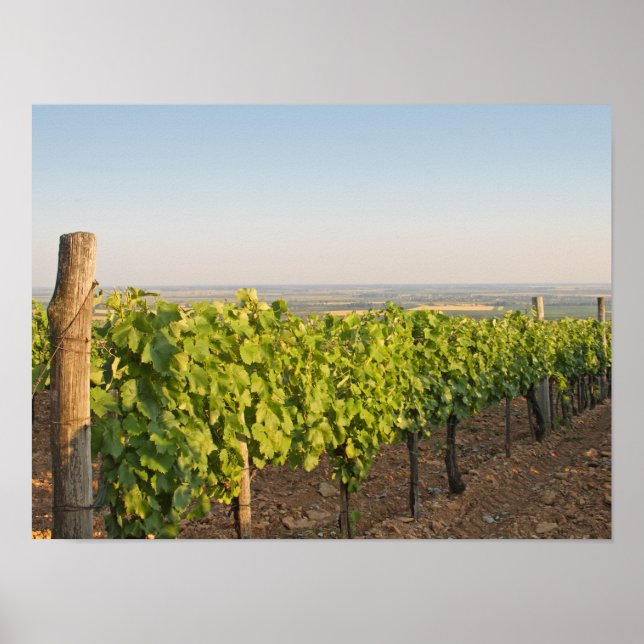 Tokaj Weinberge, Ungarn Poster (Vorne)